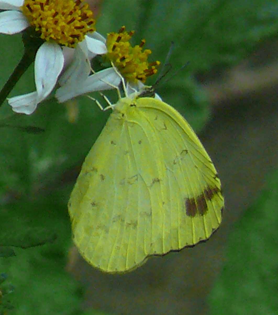 Eurema alitha esakii Eurema alitha esakii